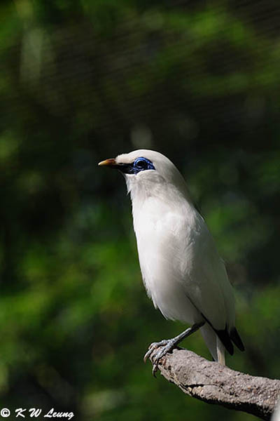 Bali Myna DSC_5356