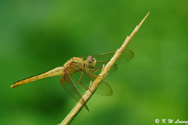 Dragonfly DSC_7524