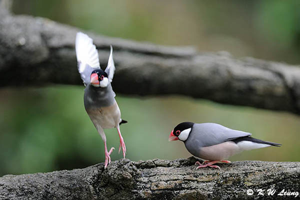 Java sparrow DSC_1178