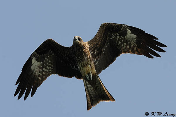 Black Kite DSC_1845