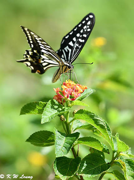 Papilio xuthus DSC_1626