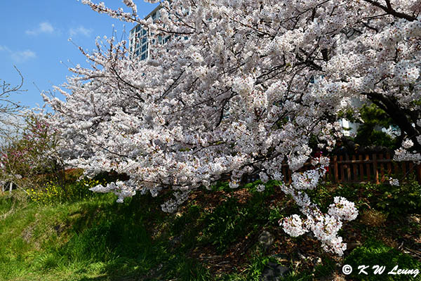 Cherry Blossom DSC_1967