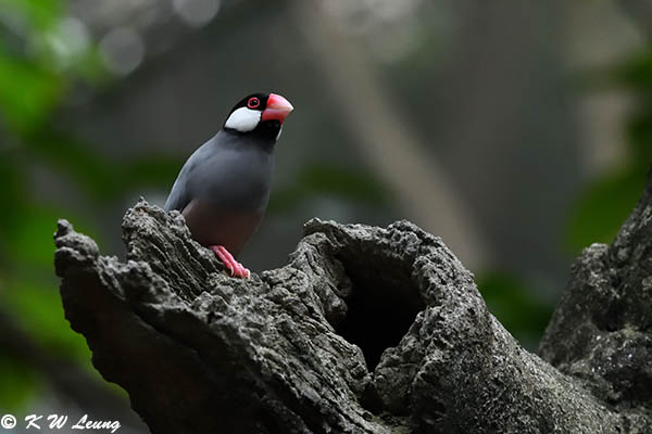 Java sparrow DSC_8108