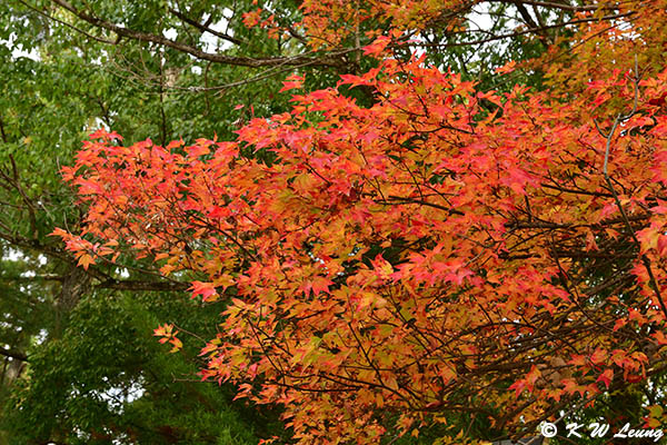Maple tree DSC_2879