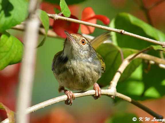 Common Tailorbird DSC_4390