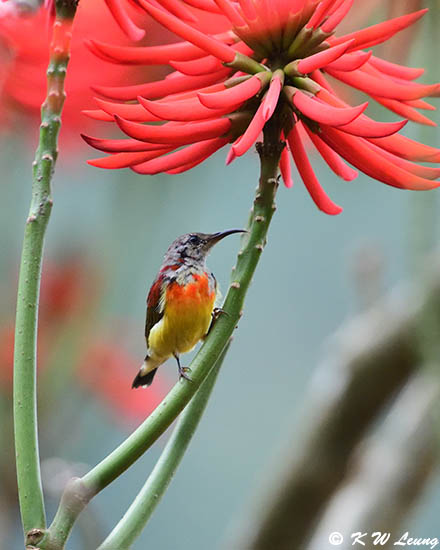 Mrs Goulds Sunbird DSC_8453