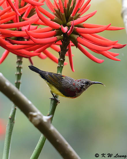 Mrs Goulds Sunbird DSC_8478