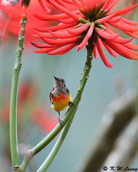 Mrs Goulds Sunbird DSC_8465