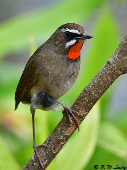 Siberian Rubythroat DSC_3126