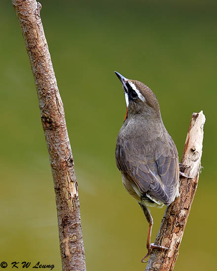 Siberian Rubythroat DSC_3149