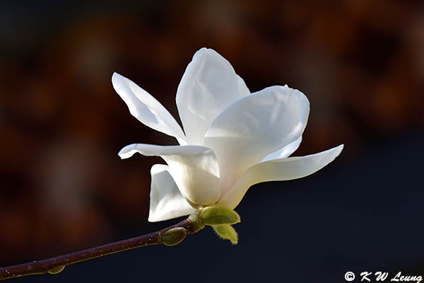 Magnolia DSC_5626