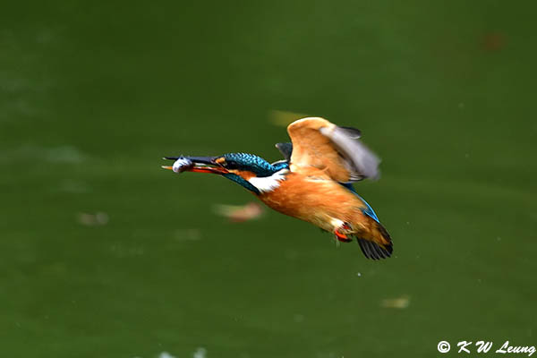 Common Kingfisher DSC_7726