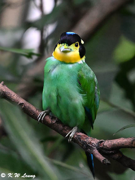 Long-tailed Broadbill DSC_2418