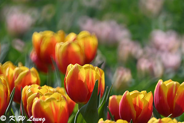 Tulips DSC_9893