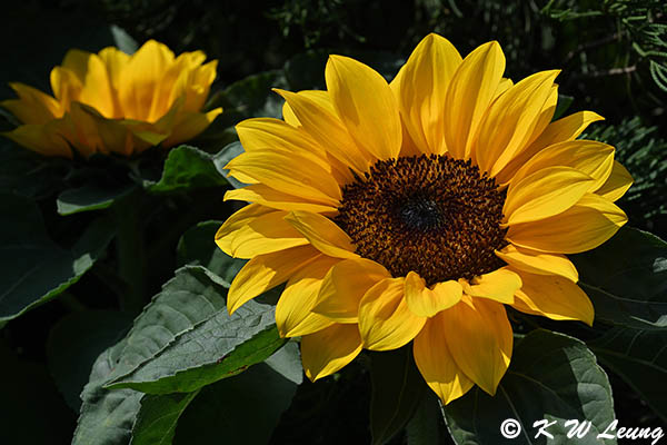 Sunflower DSC_0027
