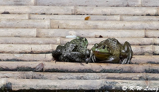 Two frogs DSC_5662