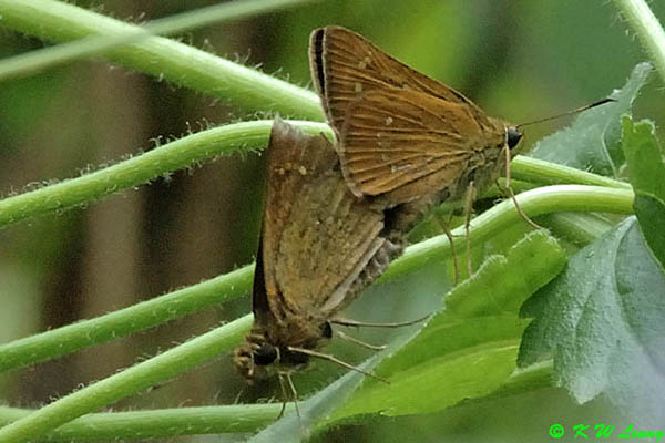 Skippers mating