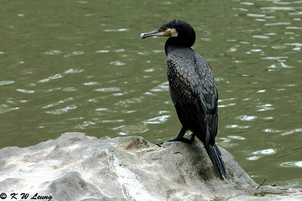 Cormorant DSC_6035