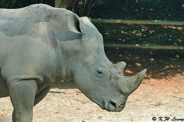 Rhino DSC_6256