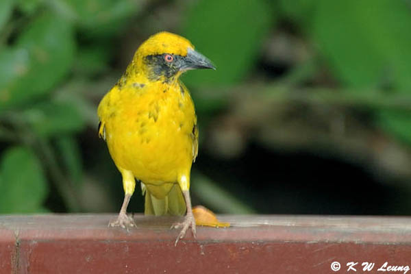 Spotted-back Weaver DSC_6075