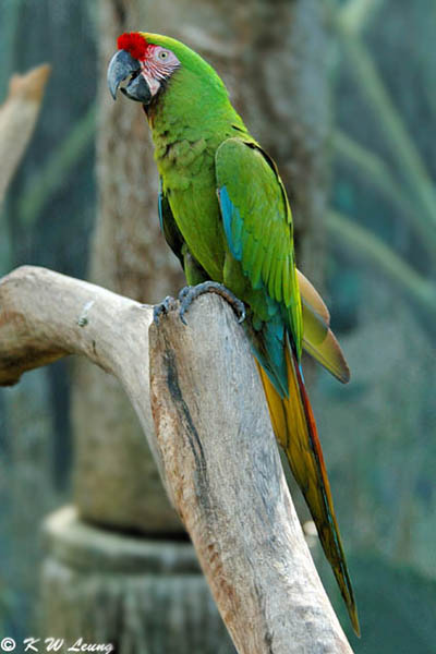 Military Macaw DSC_6102