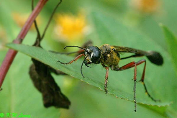 Potter wasp DSC_7007