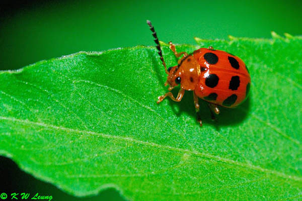 Lady Beetle DSC_4001