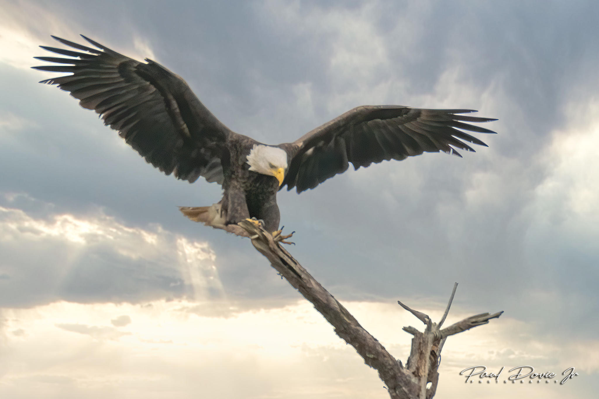 Bald Eagle-0401.jpg