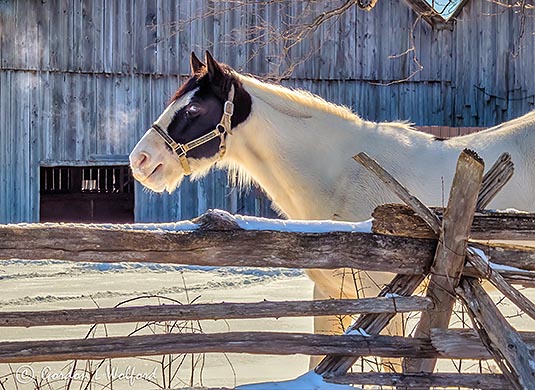 Equine Pal Posing P1060389-91