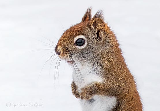 Red Squirrel Up Close P1070826