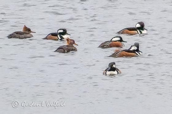Hooded Merganser Flotilla P1080009