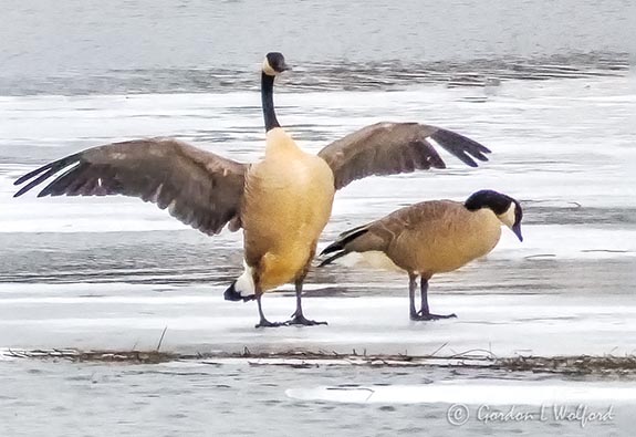 Goose Spreading Its Wings P1080008