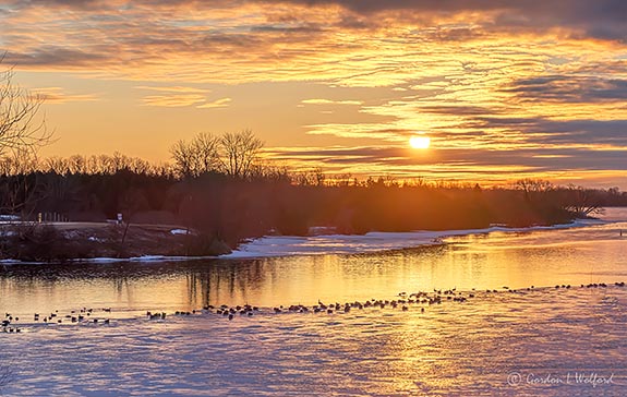 Migrating Geese At Sunrise P1390226-32