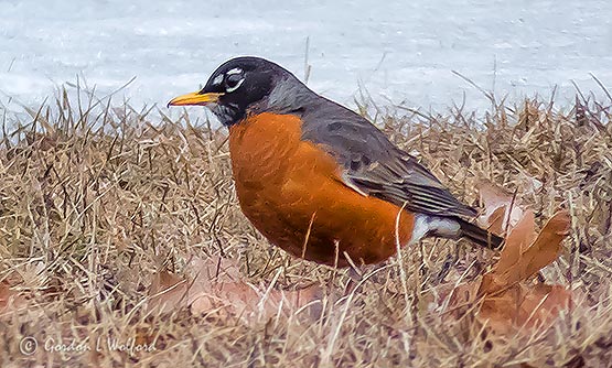 2019s First Robin P1080475