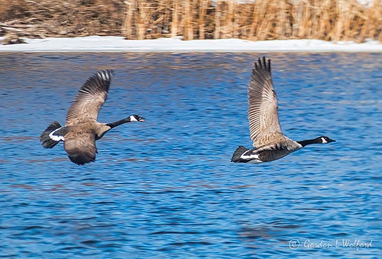 Two Geese In Flight P1080558