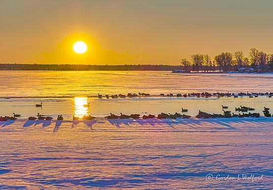 Overnighting Migrating Geese At Sunrise P1390271-7