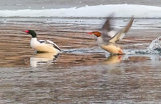 Common Merganser Pair Taking Flight P1090017