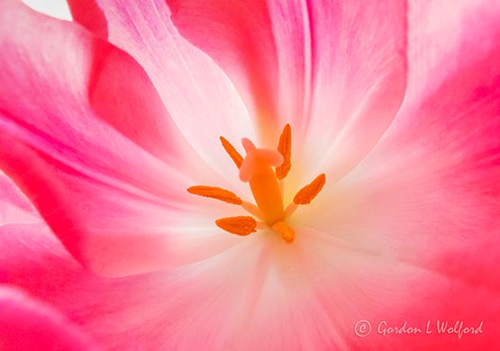 Pink Tulip Interior P1090260