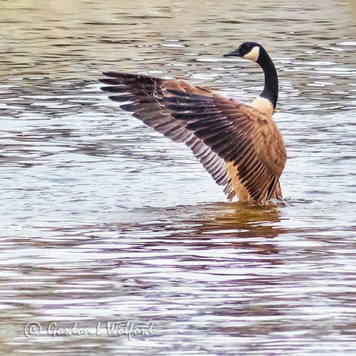 Goose Extending Wings P1090088