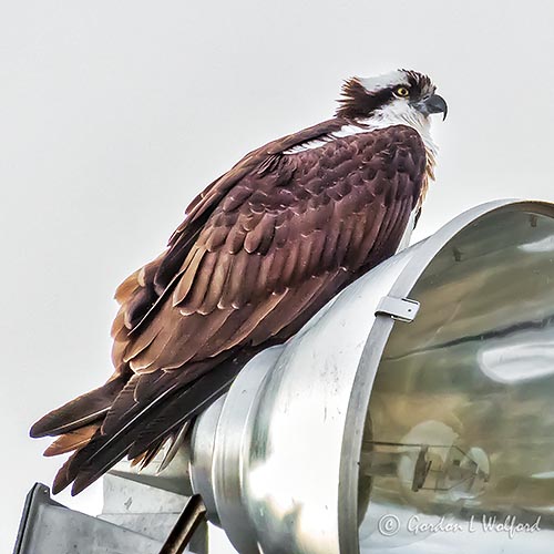 Onlightened Osprey P1090478