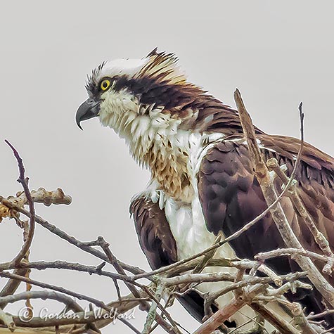 Osprey Up Close P1090773
