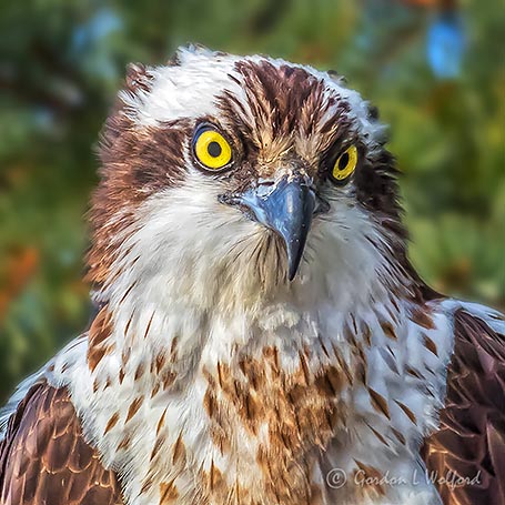 Osprey Up Close P1100122