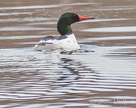 Male Common Merganser P1110059