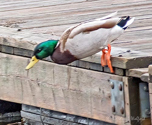 Dockside Duck P1110239