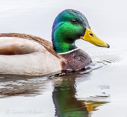 Wet Mallard P1110684