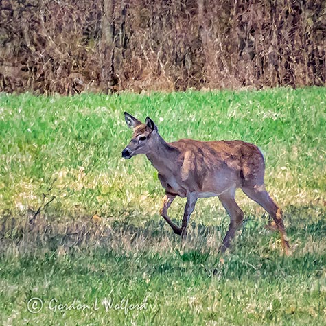 Deer In A Meadow P1110773