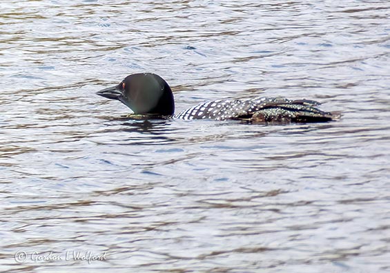 Loon Low In The Water P1120290