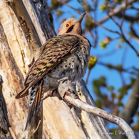 Watchful Flicker P1120460