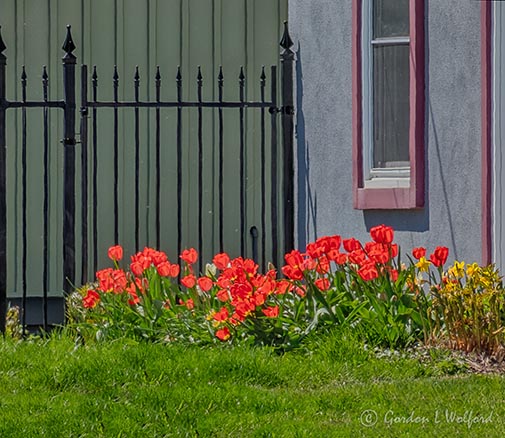 Red Tulips P1120816-8