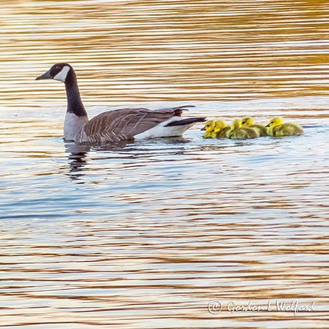 Goose & Goslings Swimming P1130081